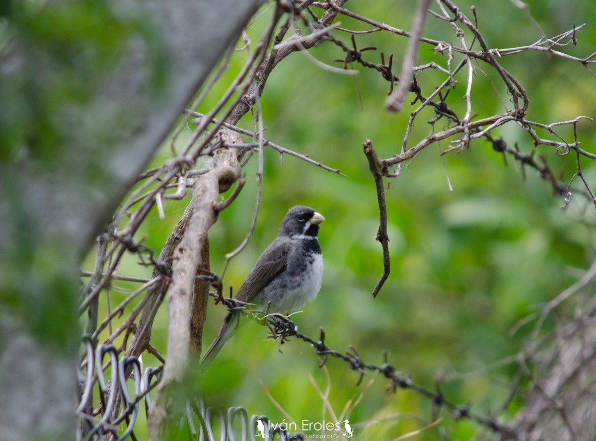 Double-collared Seedeater - ML186931231