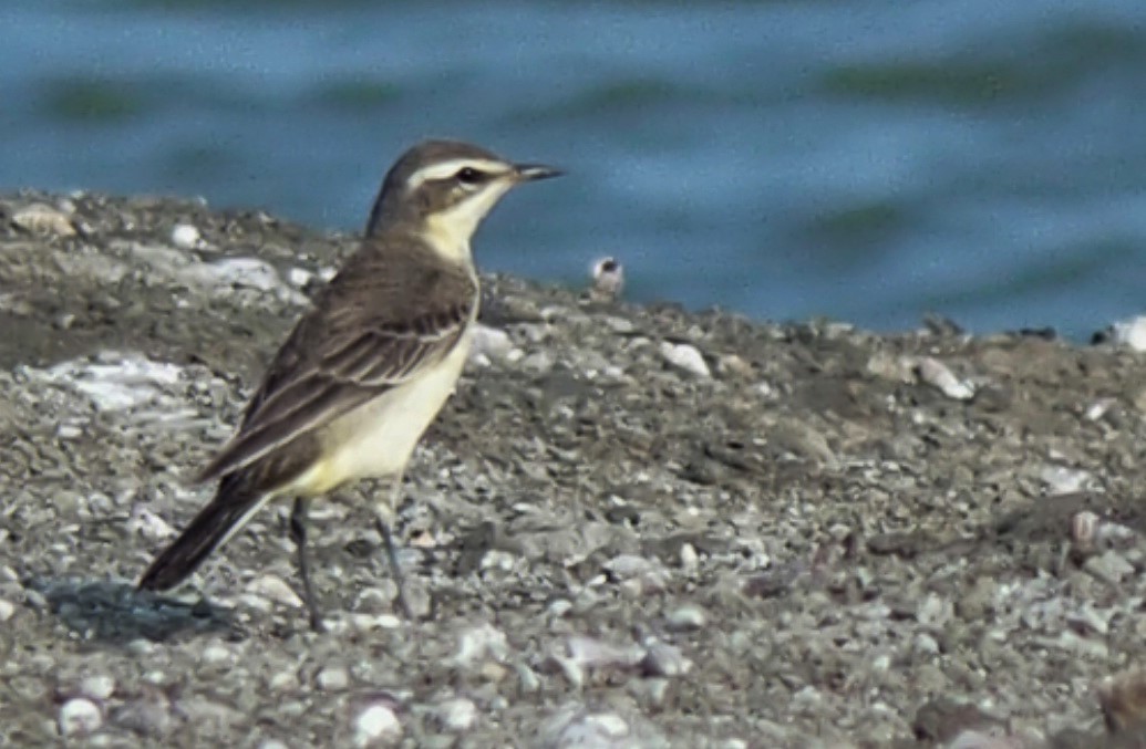 wagtail sp. - ML186937731