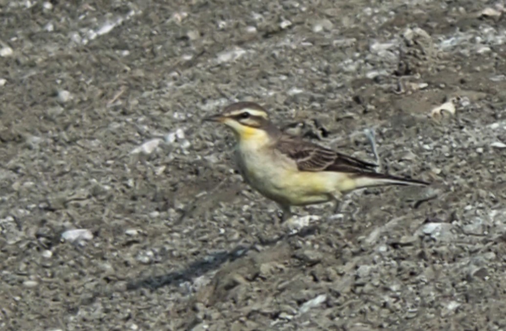wagtail sp. - ML186937741