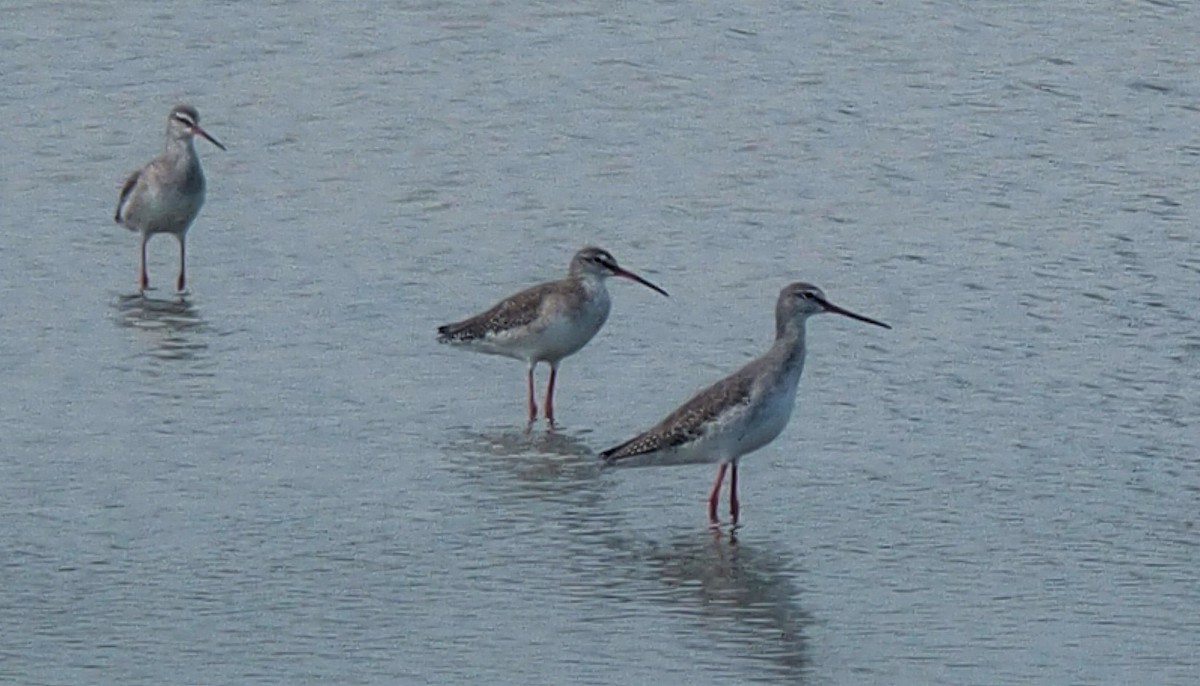 Spotted Redshank - ML186939751