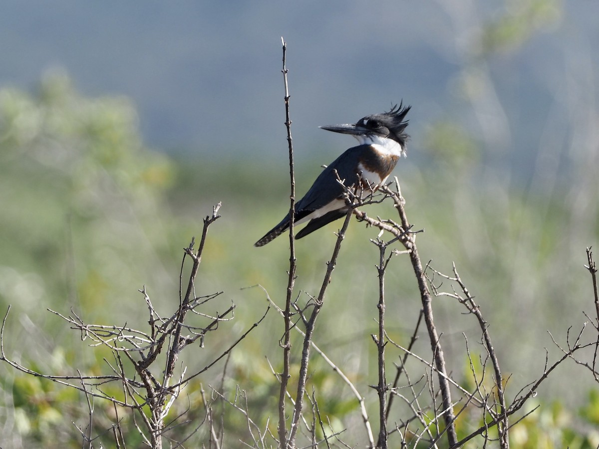 Belted Kingfisher - Yve Morrell