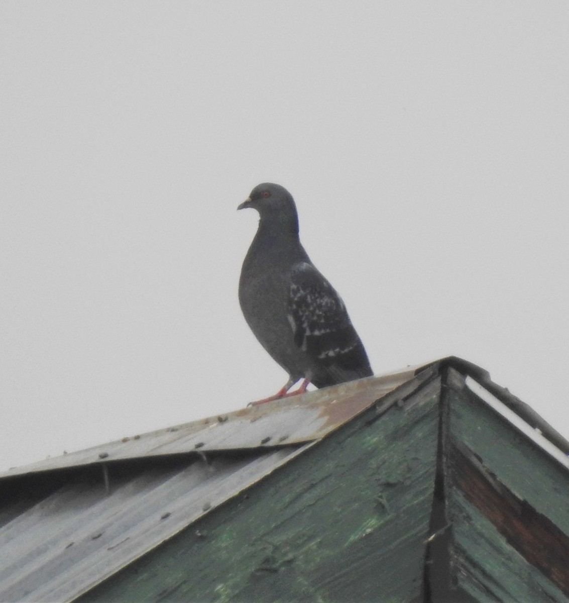 Rock Pigeon (Feral Pigeon) - David True