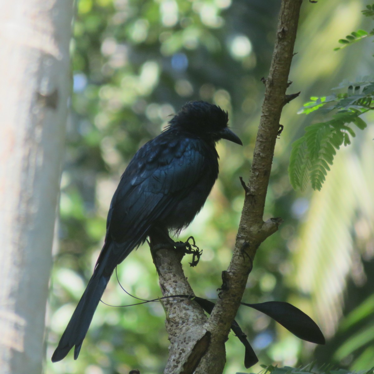 Greater Racket-tailed Drongo - ML186946181