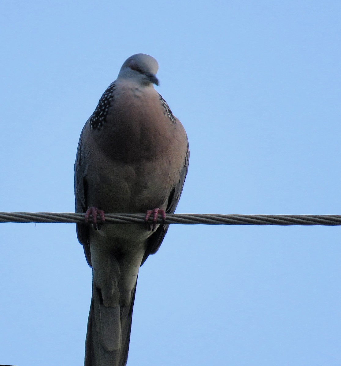 Spotted Dove - ML186946571