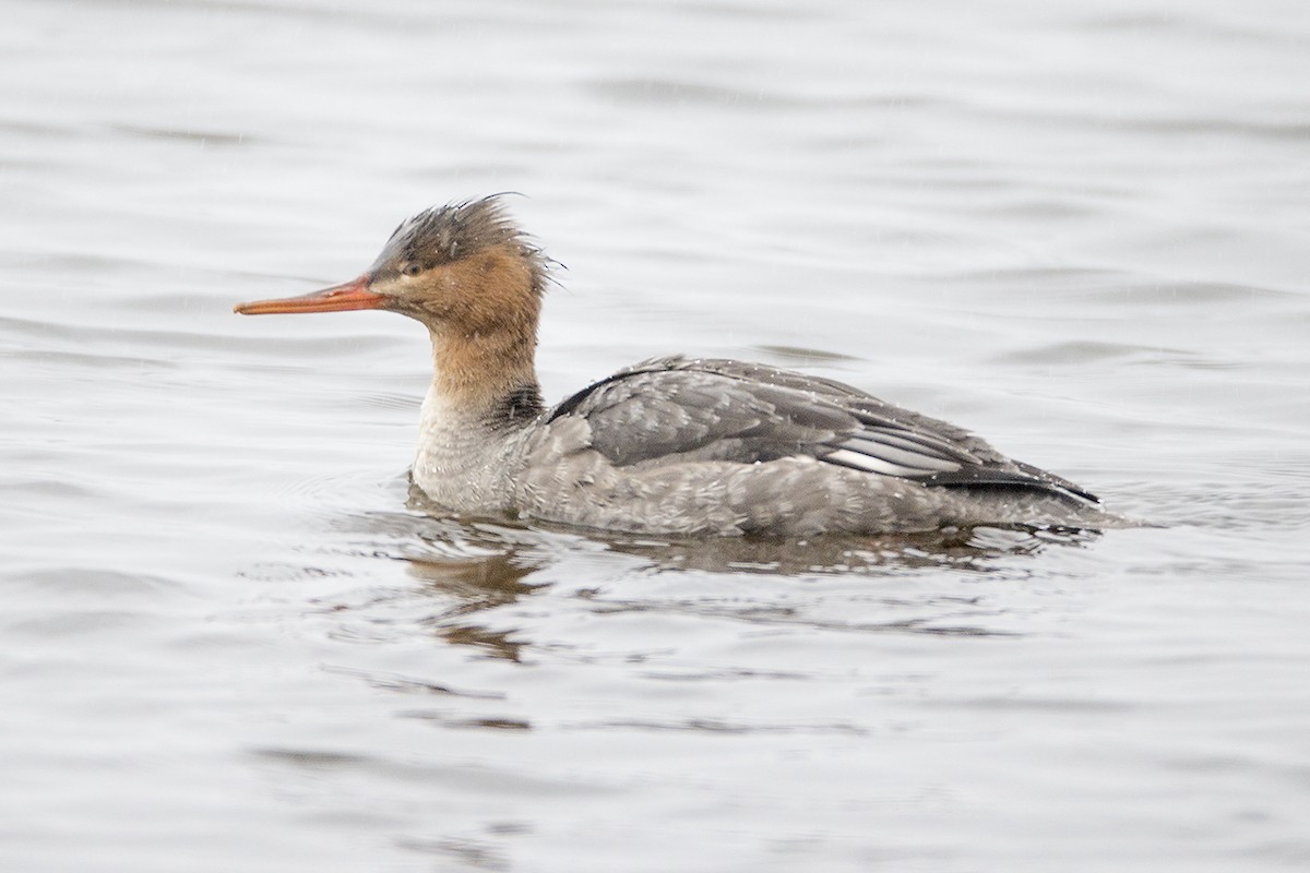 Red-breasted Merganser - Jeff Dyck