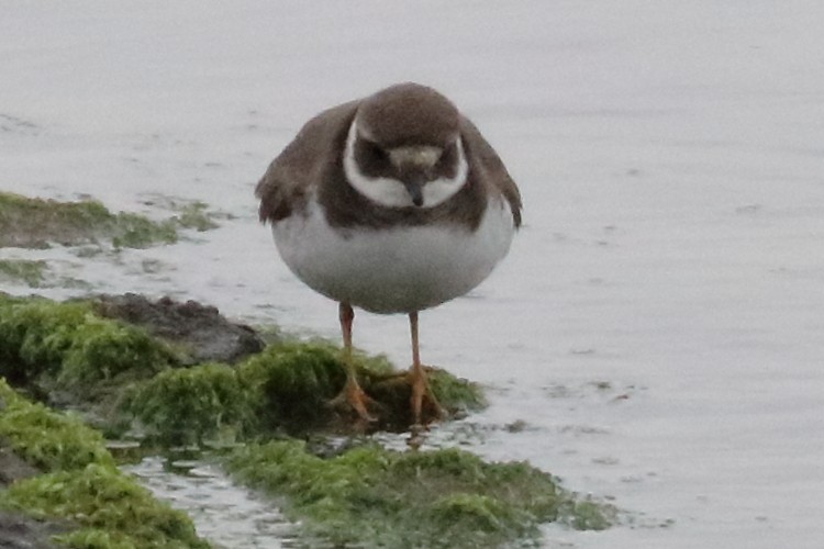 Common Ringed Plover - ML186954351