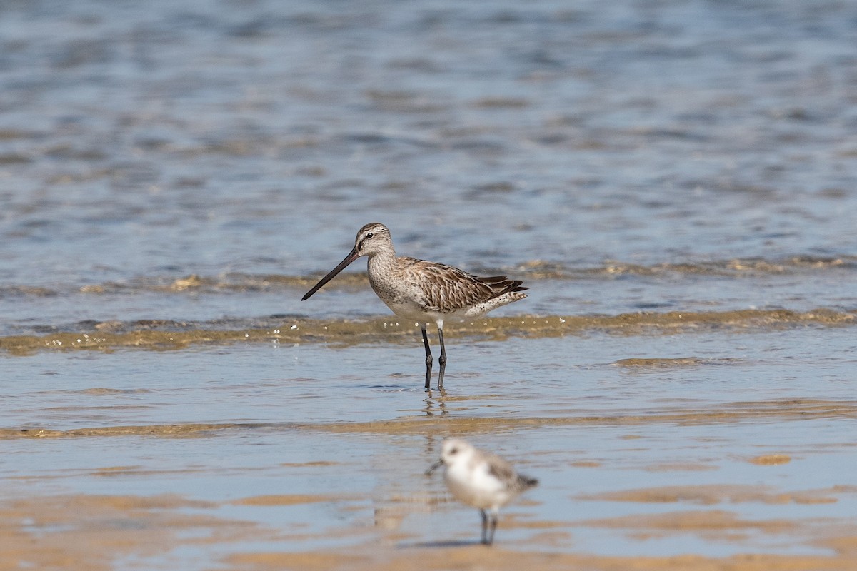Asian Dowitcher - ML186956841