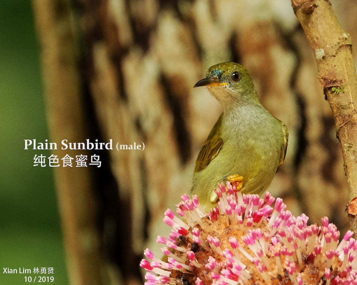 Plain Sunbird - Lim Ying Hien