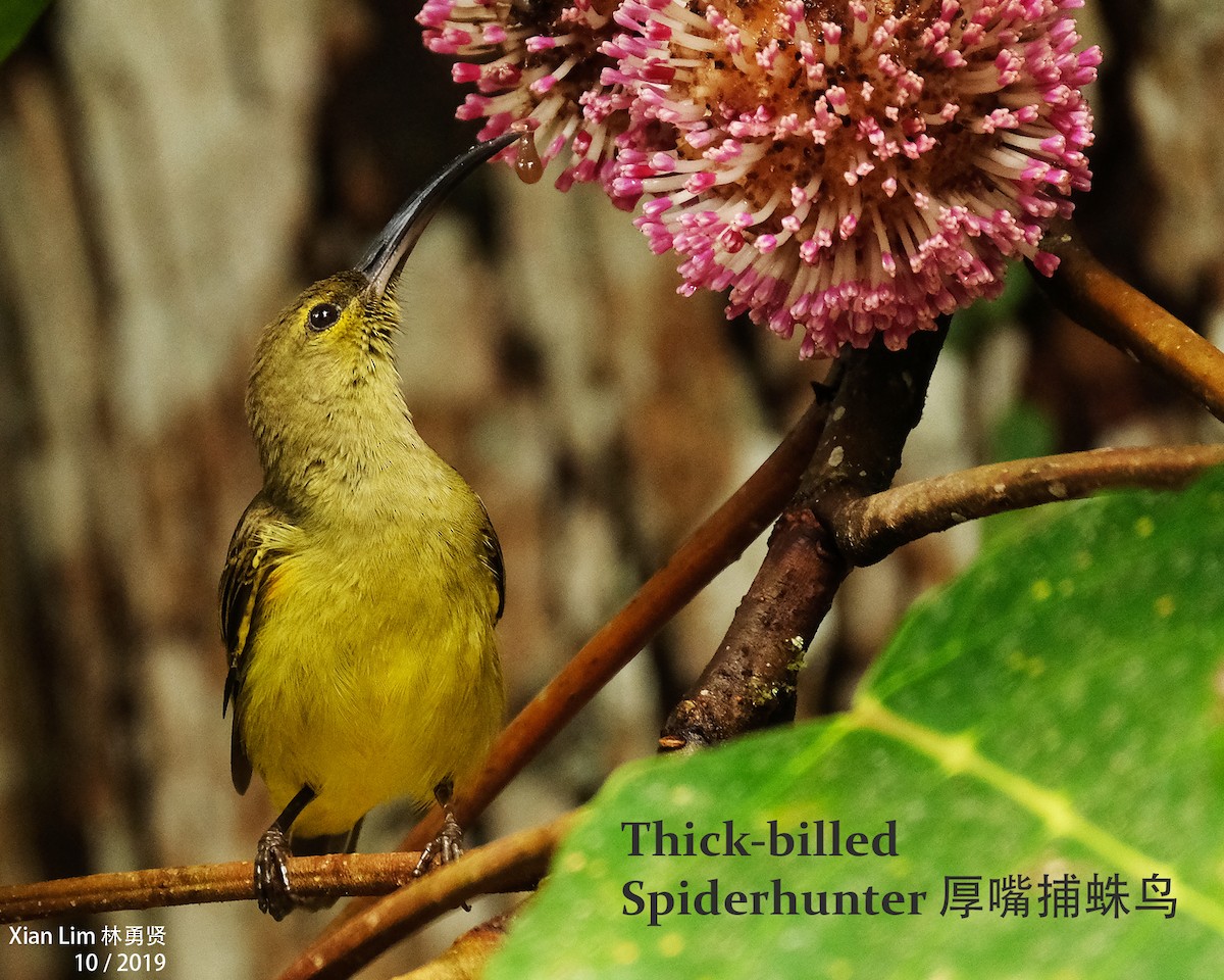 Thick-billed Spiderhunter - Lim Ying Hien