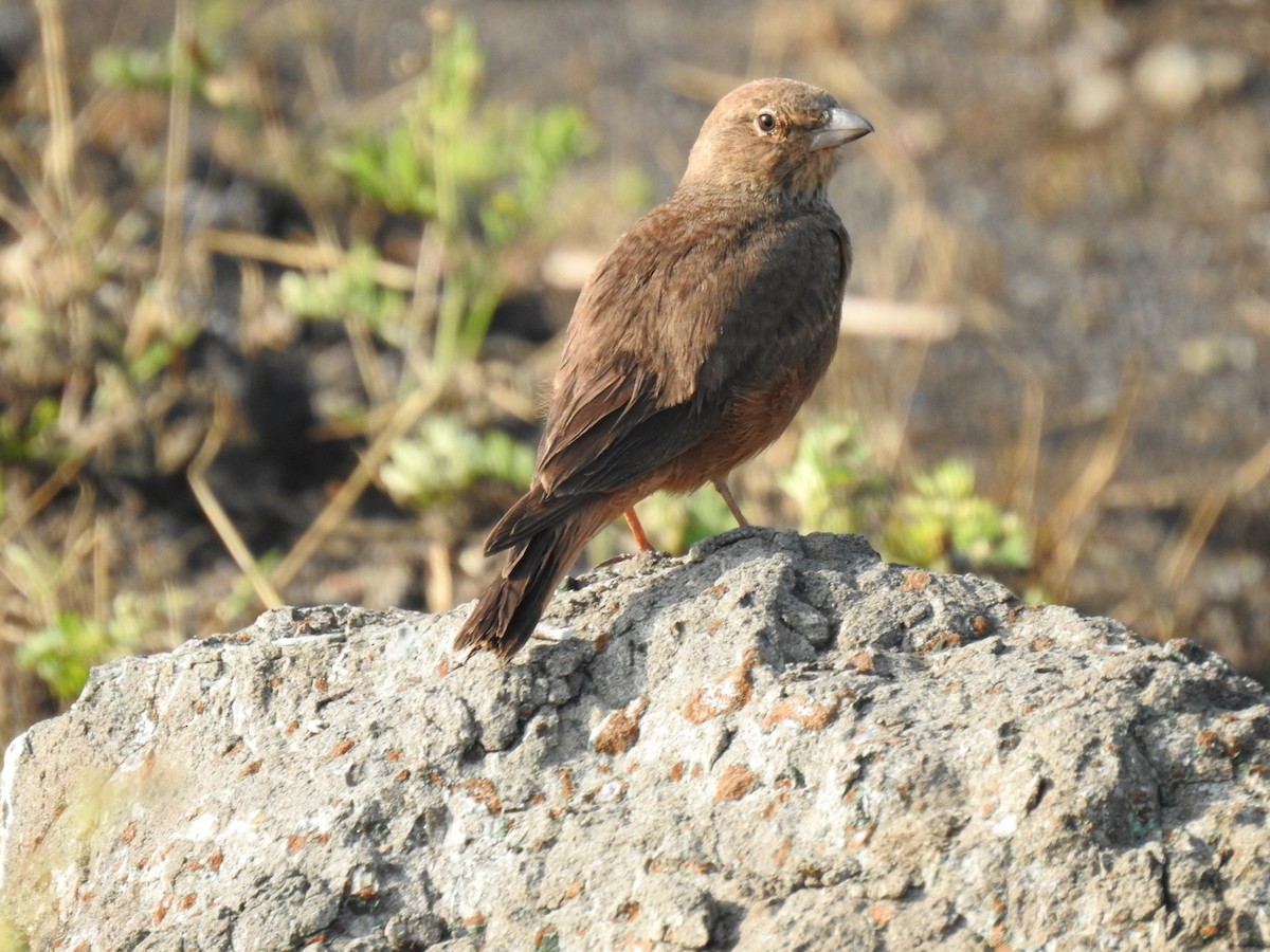 Rufous-tailed Lark - Ajinkya  Supekar