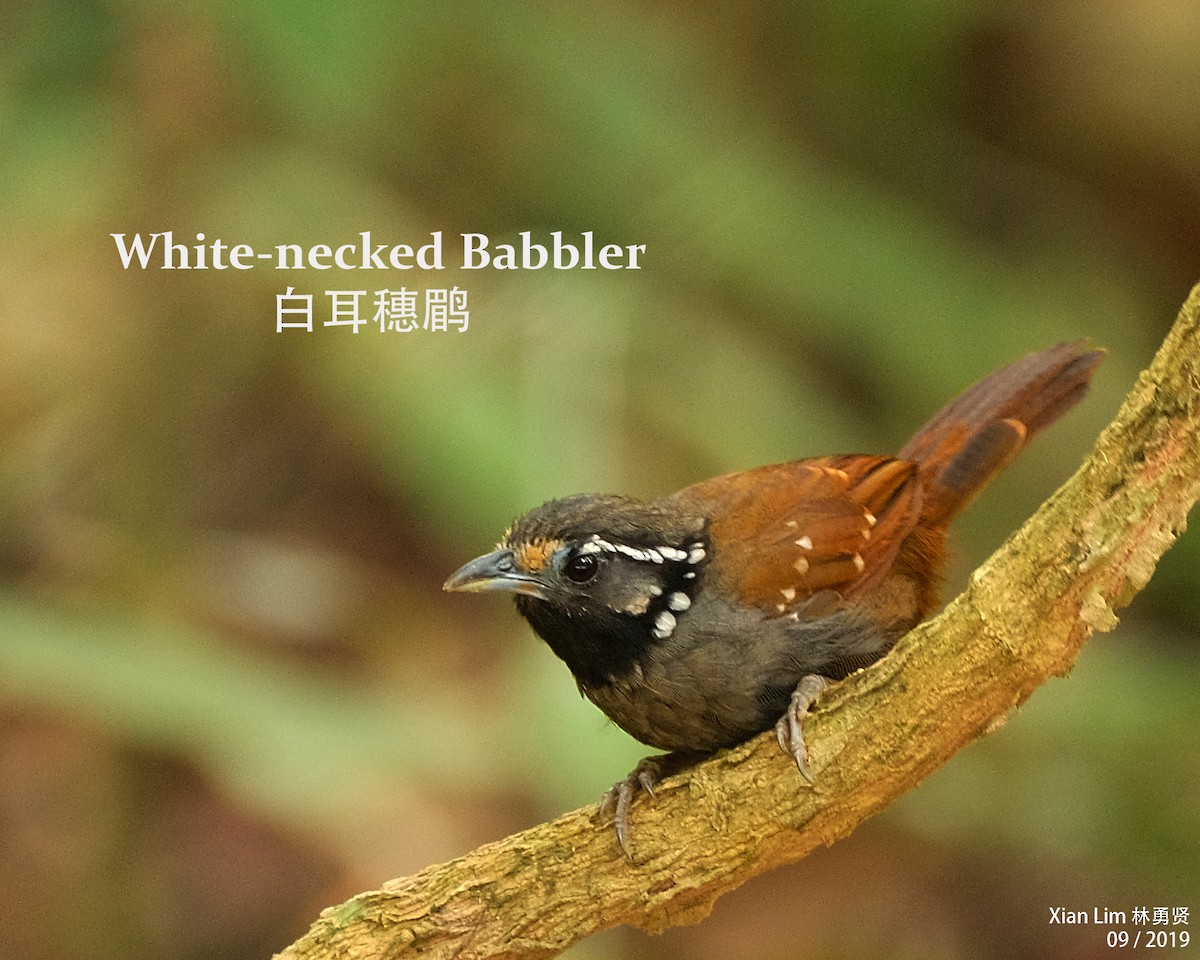 White-necked Babbler - ML186957821