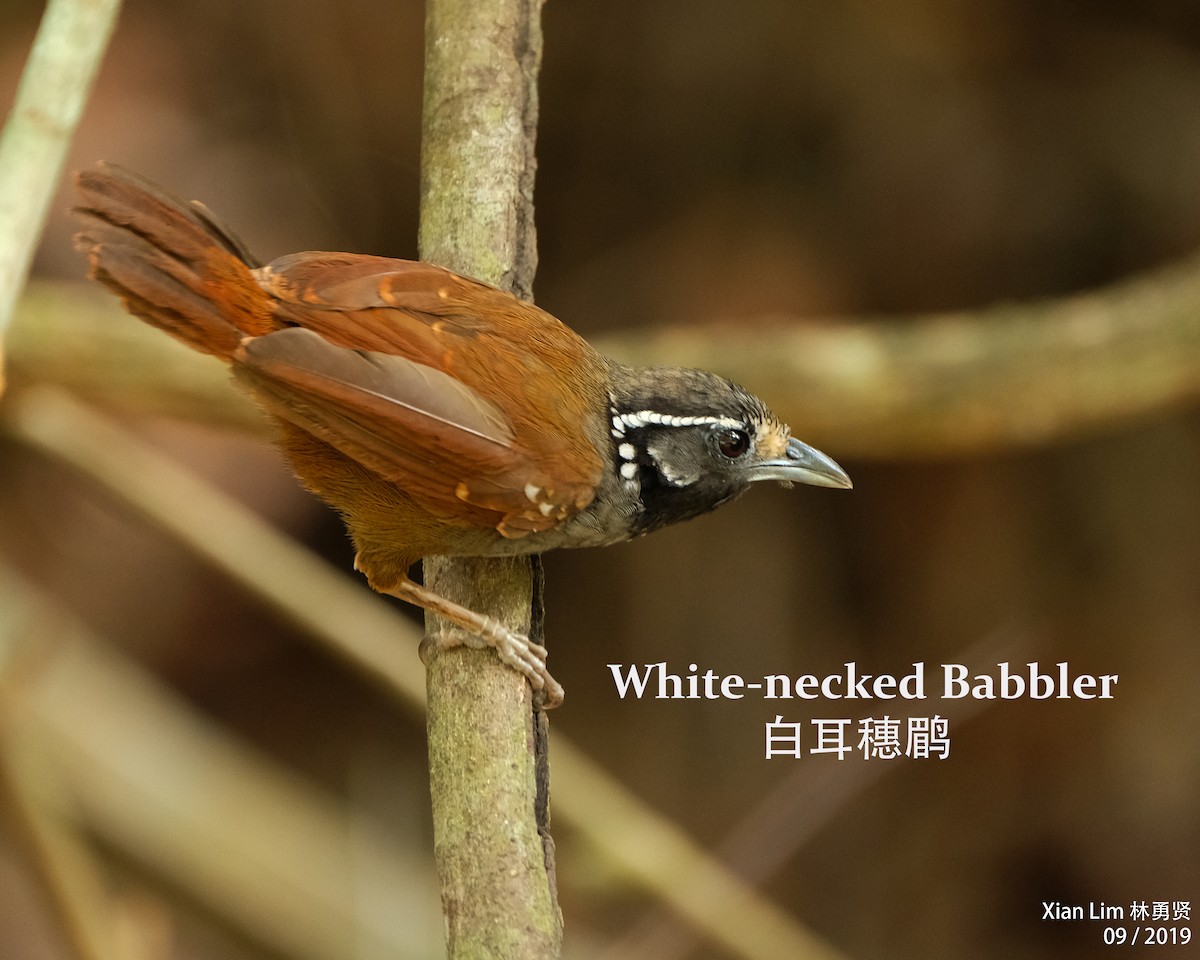 White-necked Babbler - ML186957881