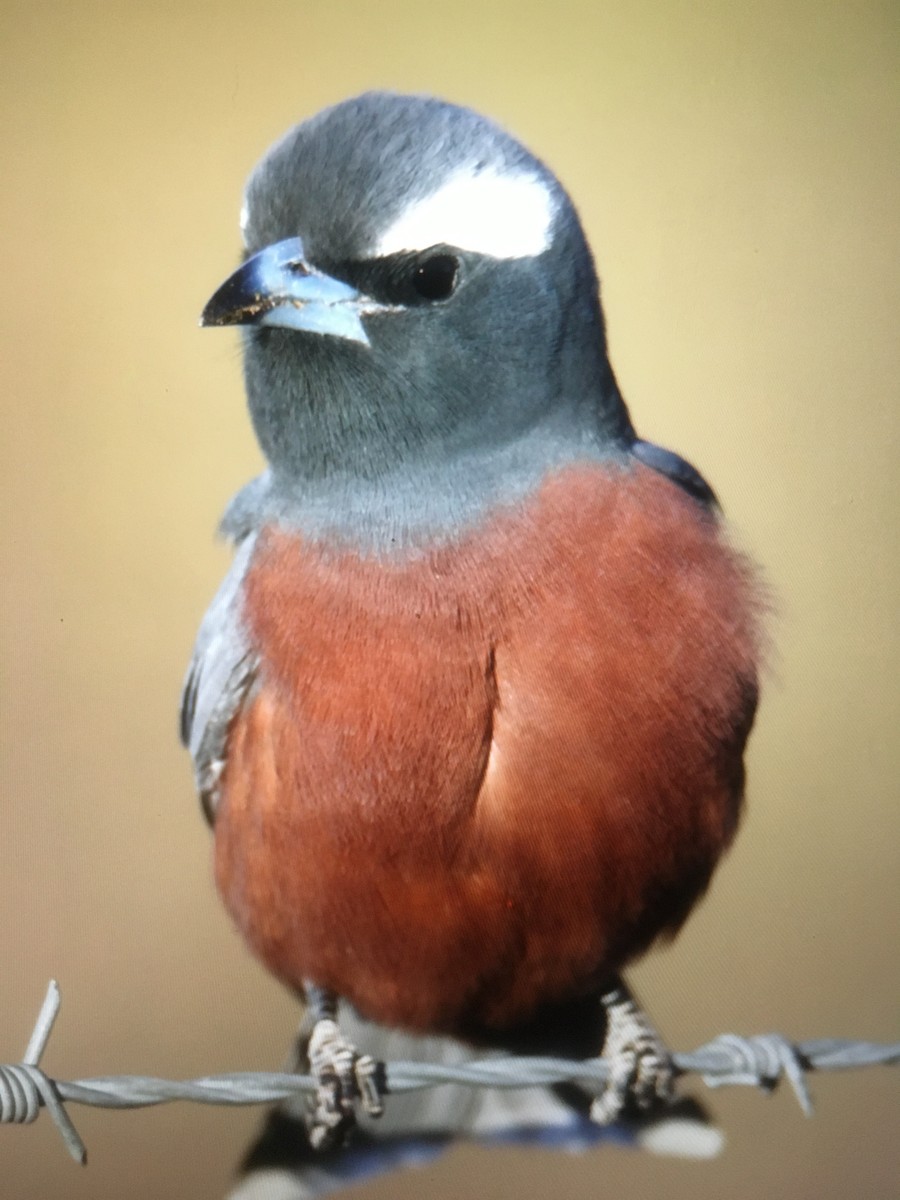 White-browed Woodswallow - ML186959401