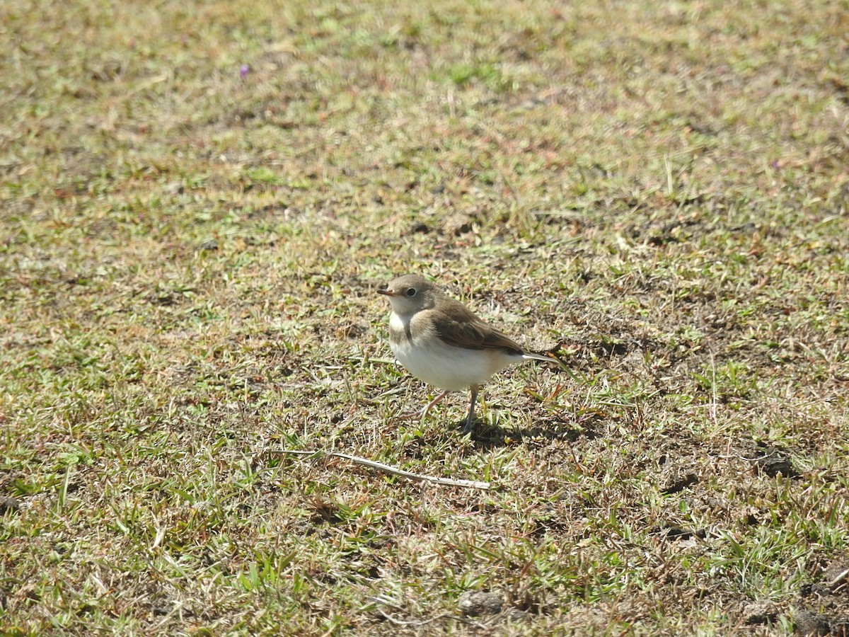 White-fronted Chat - ML186959701