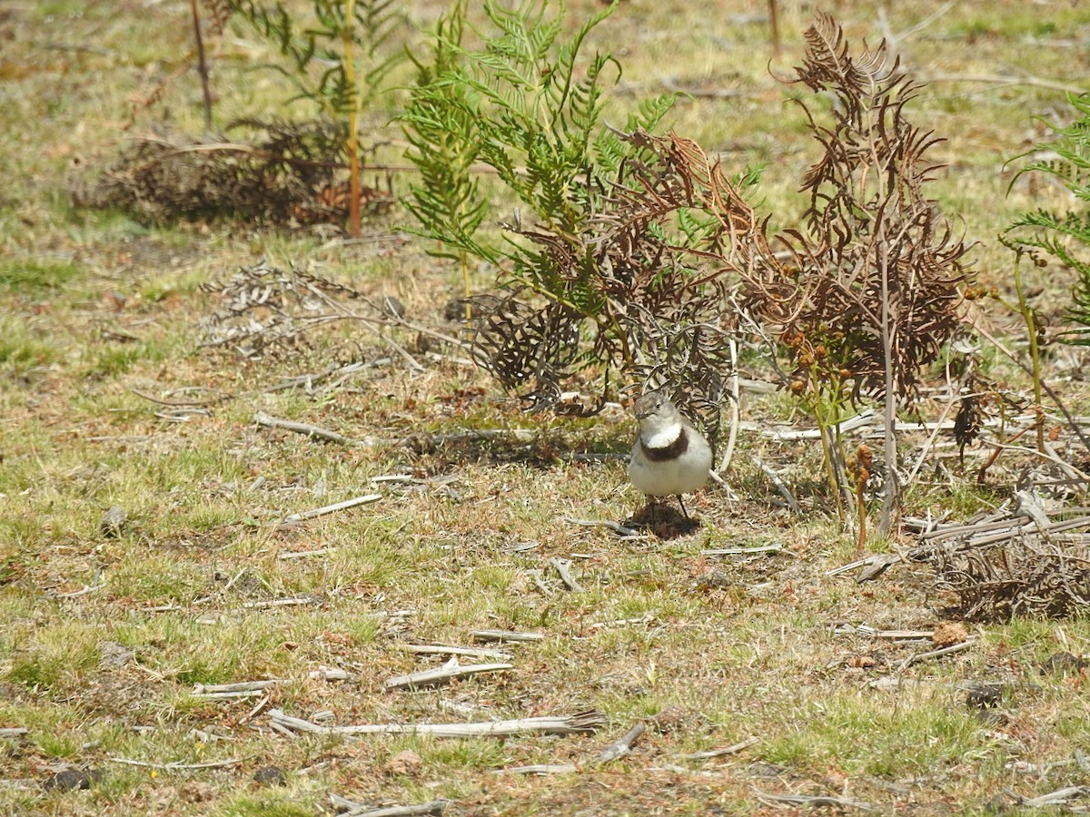 White-fronted Chat - ML186959711