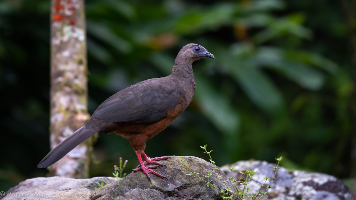 Sickle-winged Guan - ML186963781
