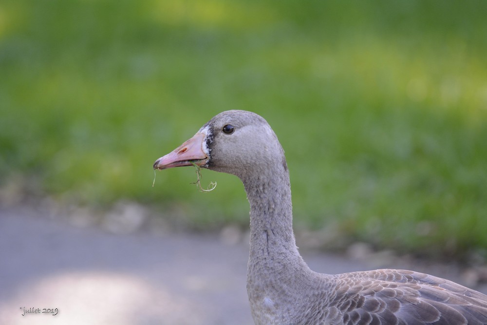 Greater White-fronted Goose - ML186965151