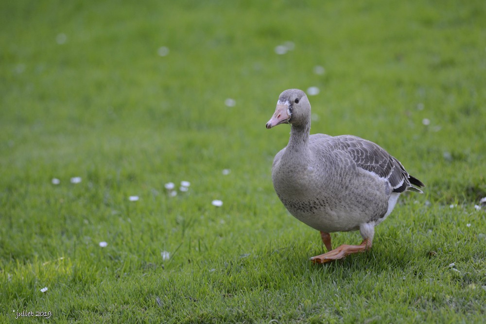 Greater White-fronted Goose - ML186965161