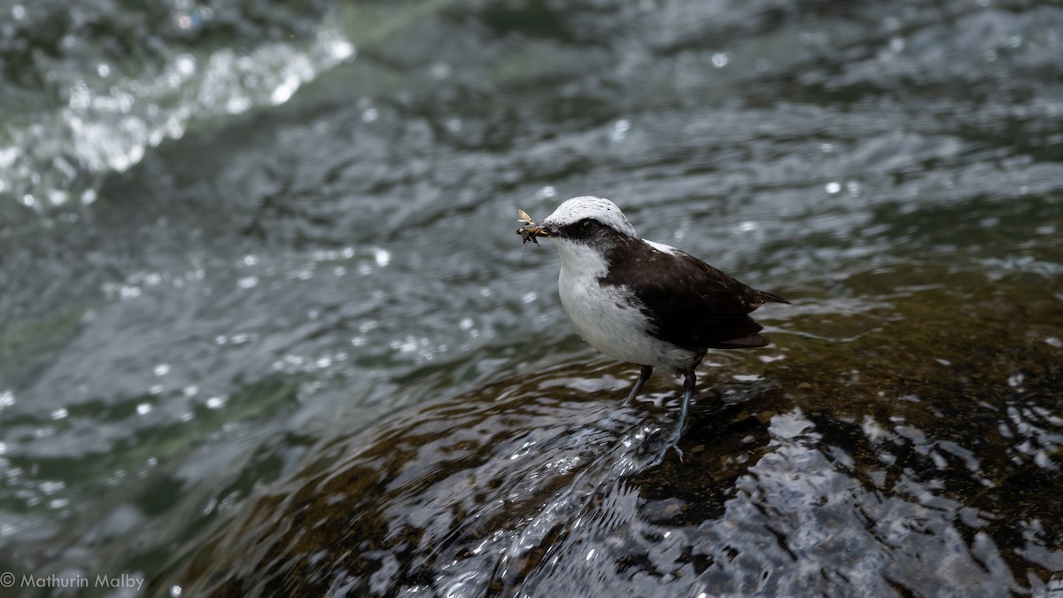 White-capped Dipper - Mathurin Malby