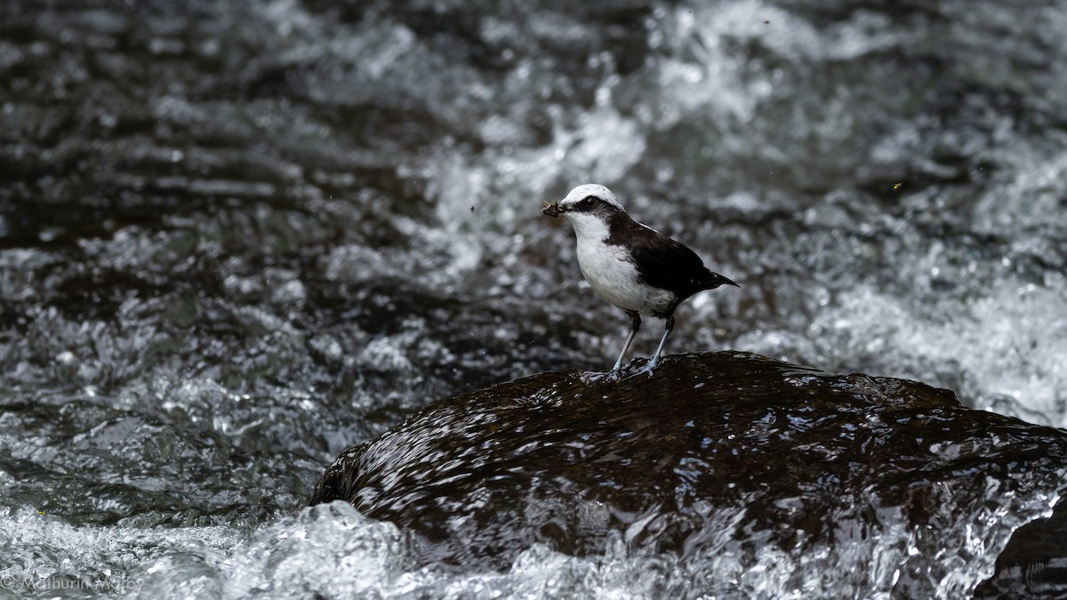White-capped Dipper - Mathurin Malby