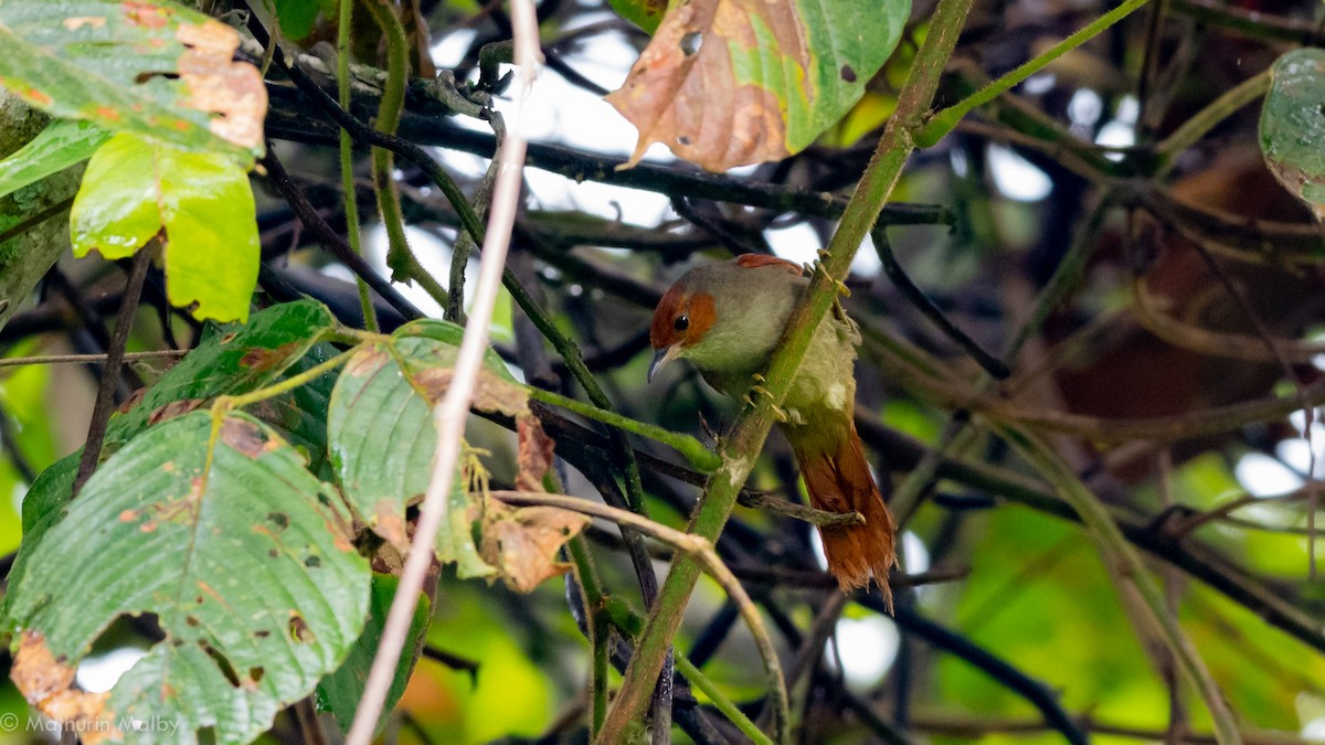 Red-faced Spinetail - ML186965751