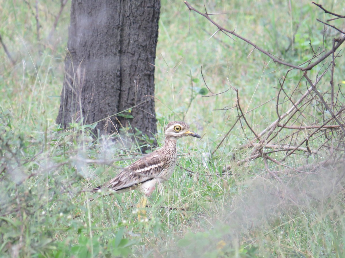 Indian Thick-knee - Chris Bowden