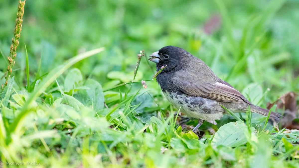 Yellow-bellied Seedeater - Mathurin Malby