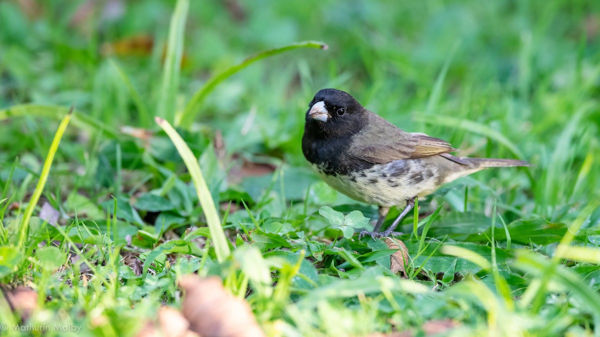 Yellow-bellied Seedeater - ML186968511
