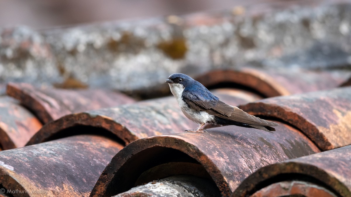 Blue-and-white Swallow - Mathurin Malby