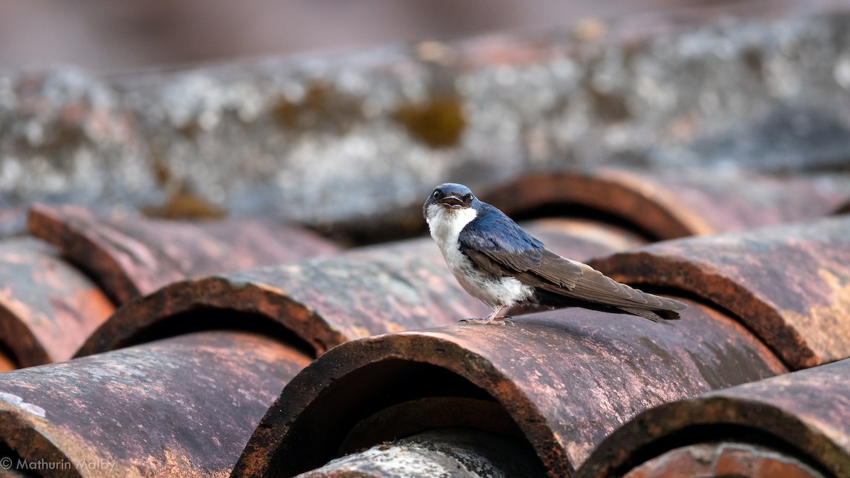Blue-and-white Swallow - ML186968851