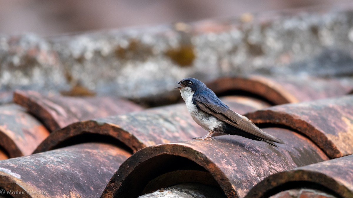 Blue-and-white Swallow - ML186968861