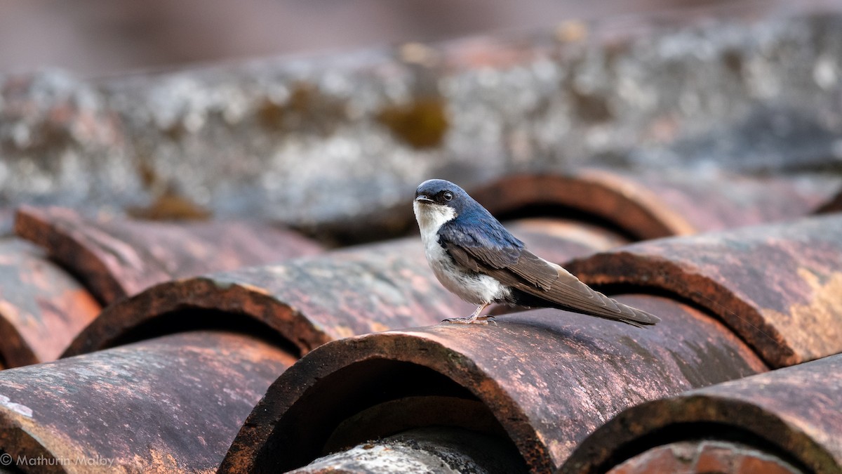 Blue-and-white Swallow - ML186968871