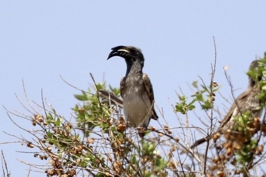 African Gray Hornbill - Lisa Carol Wolf