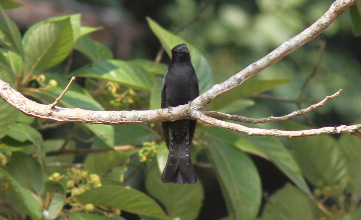 Square-tailed Drongo-Cuckoo - ML186969581