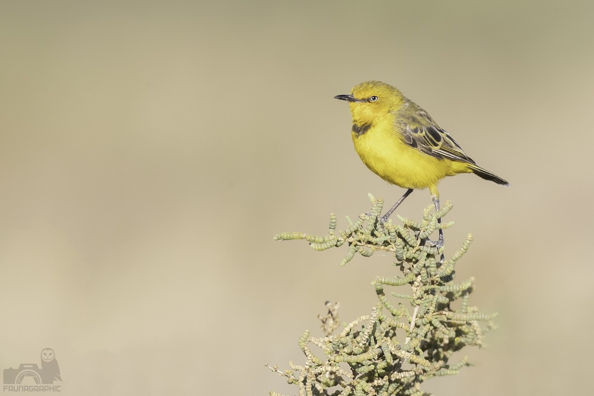 Yellow Chat - Matt Wright | Faunagraphic Wildlife Tours