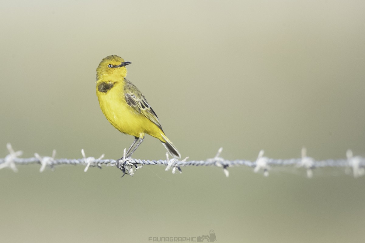 Yellow Chat - Matt Wright | Faunagraphic Wildlife Tours