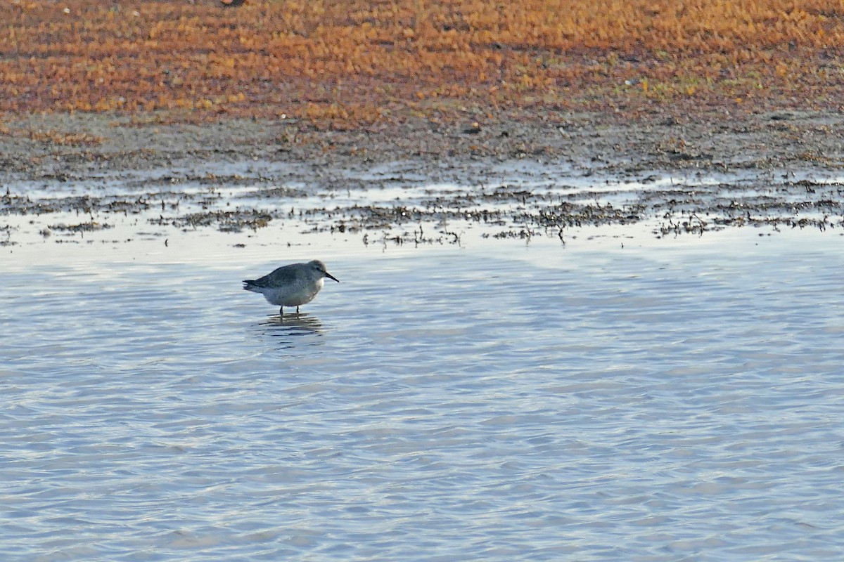 Red Knot - Ray Scally