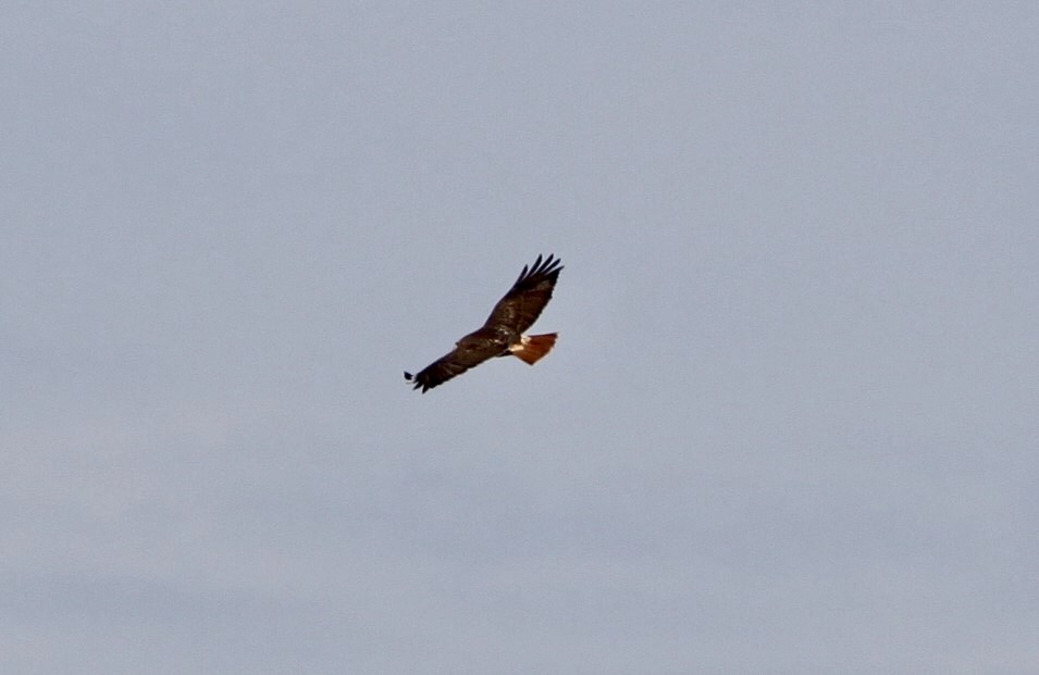 Red-tailed Hawk - ML186976171