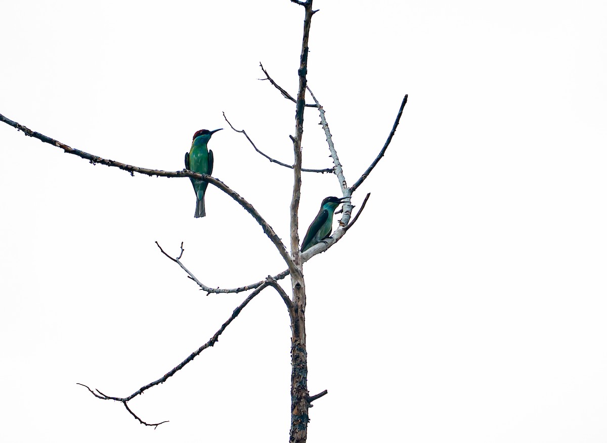 Blue-throated Bee-eater - ML186976251