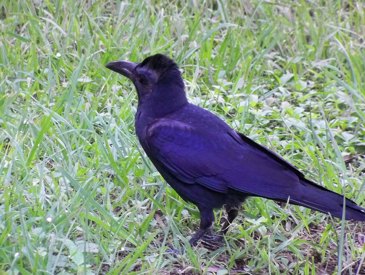 Large-billed Crow - ML186977671
