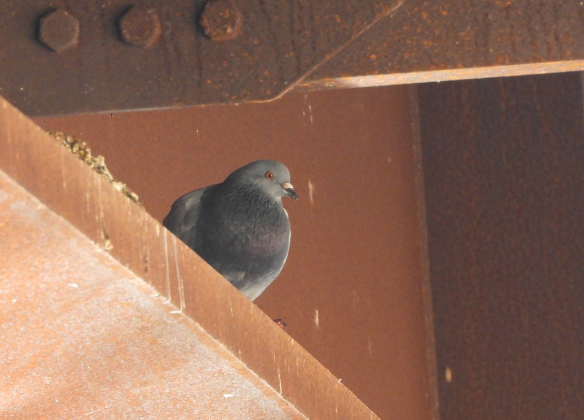 Rock Pigeon (Feral Pigeon) - ML186979271