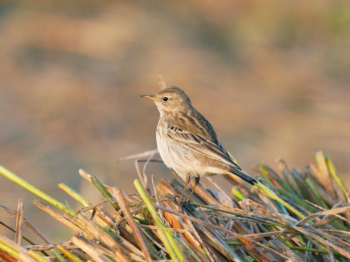Water Pipit - ML186984861