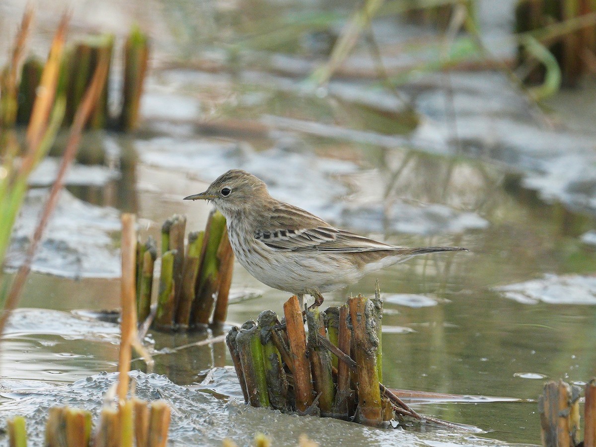 Water Pipit - ML186984891
