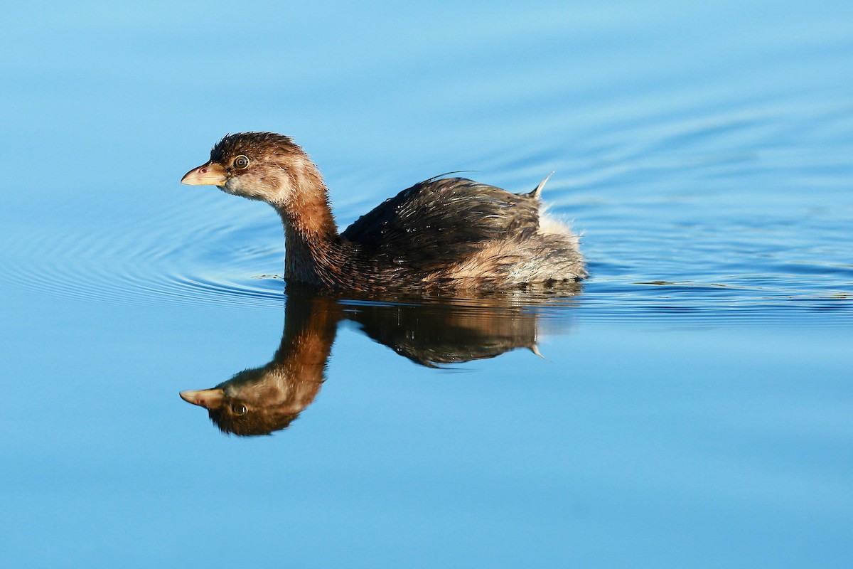 Pied-billed Grebe - Max Iselin
