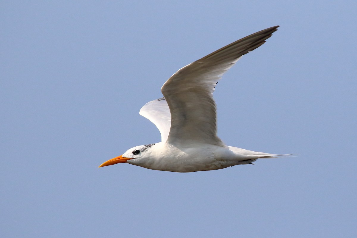 West African Crested Tern - Michael Ortner