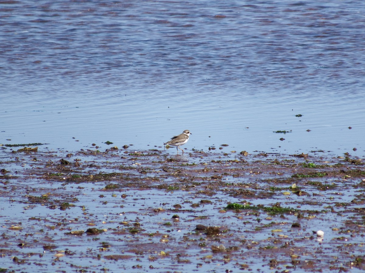 Semipalmated Plover - ML186992661