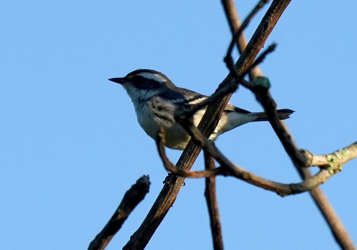 Black-throated Gray Warbler - Sibylle Hechtel