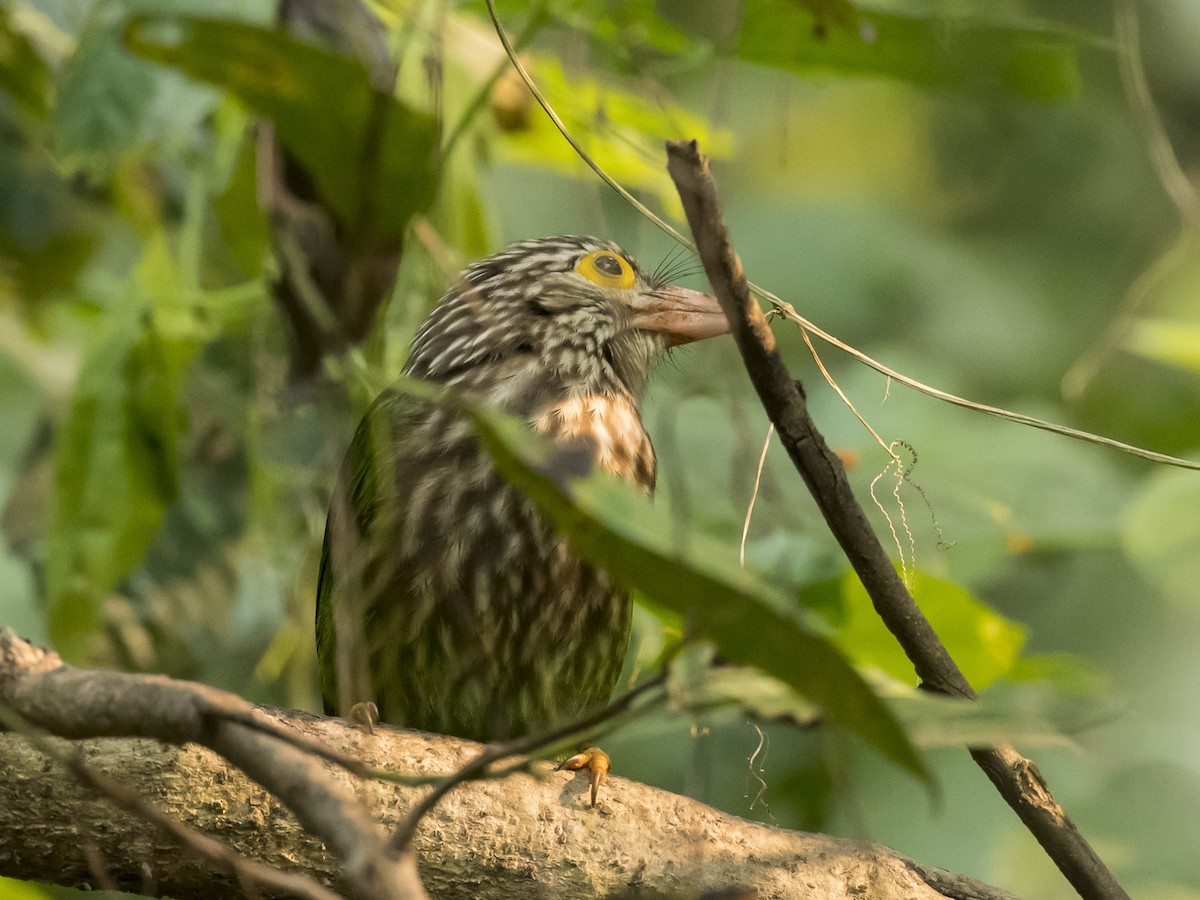 Lineated Barbet - ML186998021