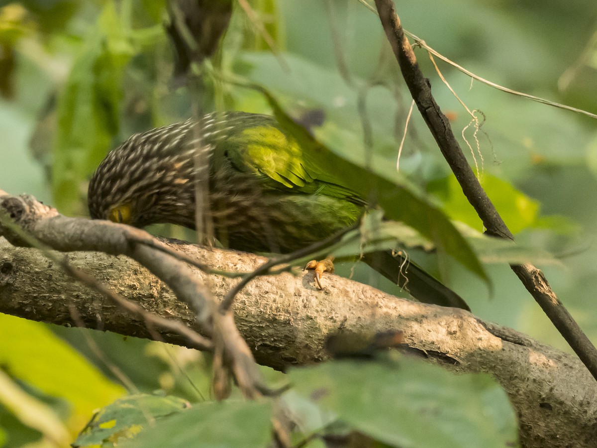 Lineated Barbet - ML186998031
