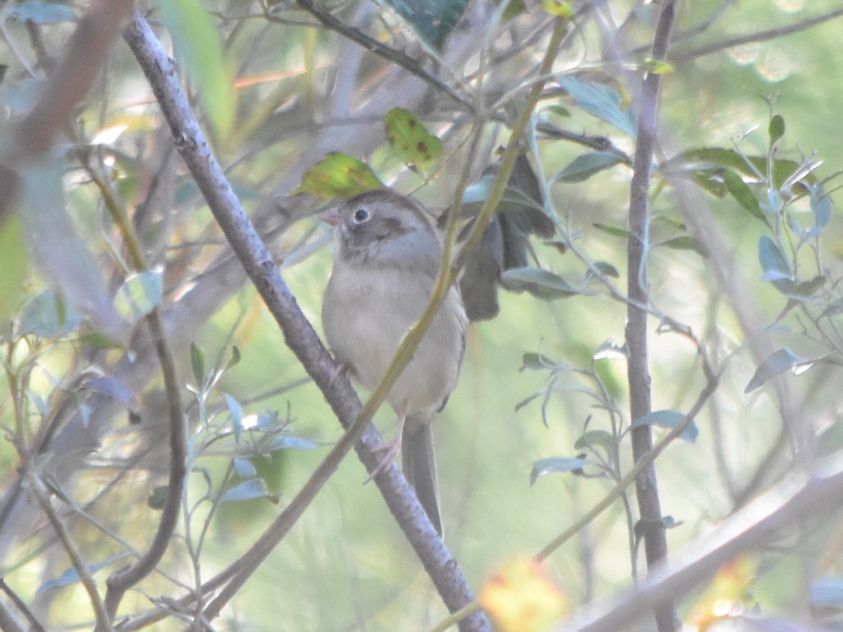 Field Sparrow - ML187000601